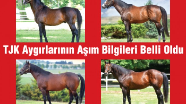 TJK aygırlarının aşım ücretleri ve yerleri belli oldu, misafir aygır müraacatları başladı