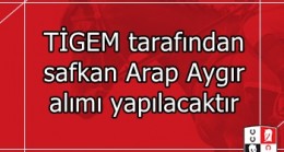 TİGEM tarafından safkan Arap Aygır alımı yapılacaktır