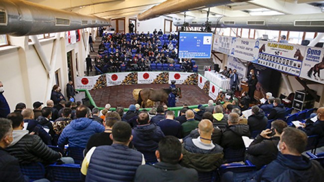 TYAYSD 2022 Sonbahar Tay Satışları 18 Aralık’ta gerçekleştirilecek